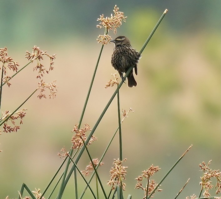 キバネハゴロモガラス - ML645159798