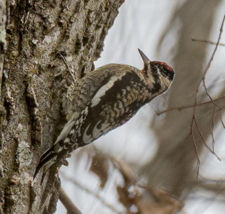 シルスイキツツキ - ML645159800