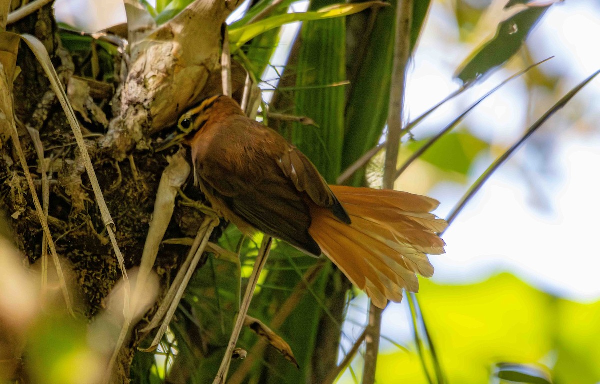 ズグロマユカマドドリ - ML645159802