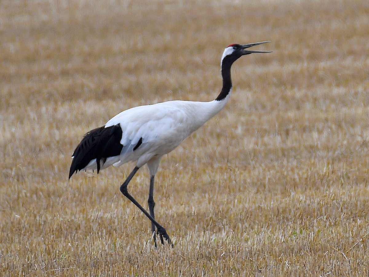 タンチョウ - ML645159805