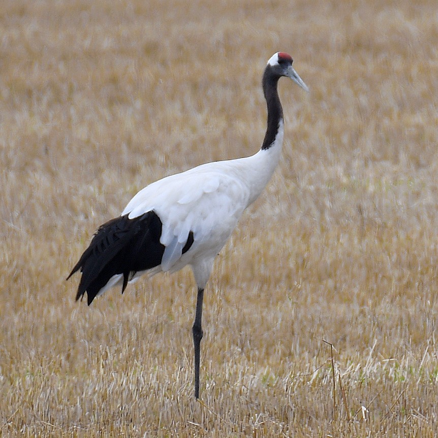 タンチョウ - ML645159806