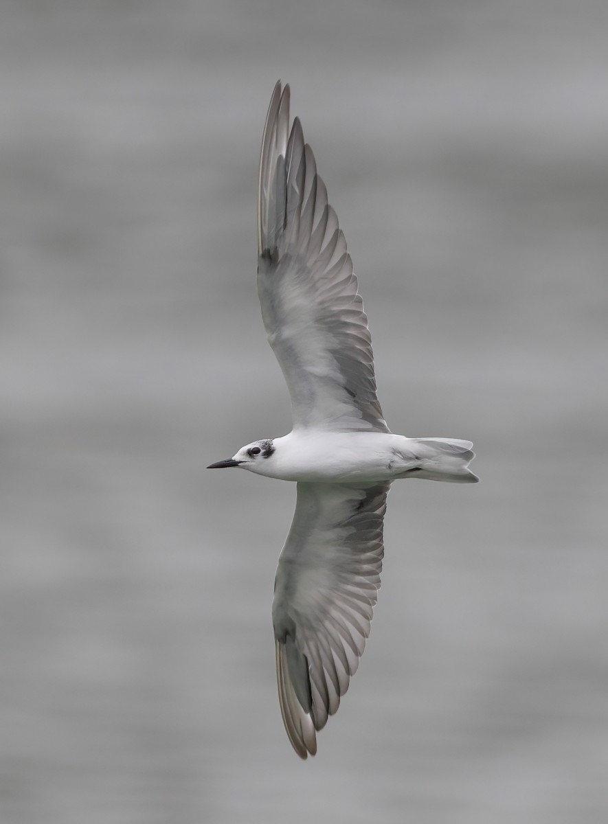 rybák bělokřídlý - ML645159807