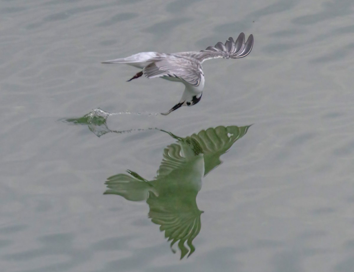 rybák bělokřídlý - ML645159809