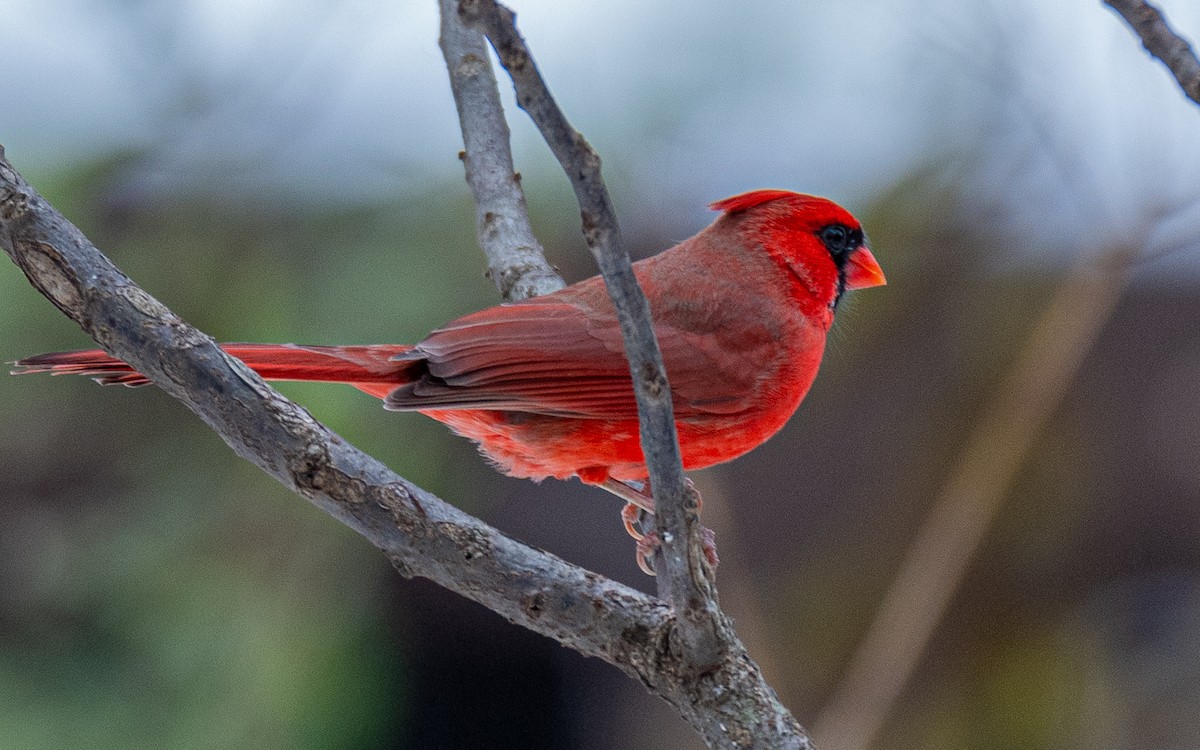 ショウジョウコウカンチョウ - ML645159810