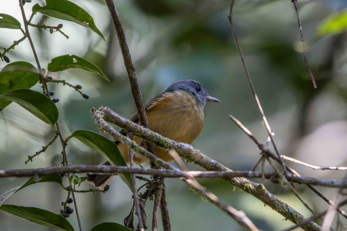 ハイガシラオリーブハエトリ - ML645159811