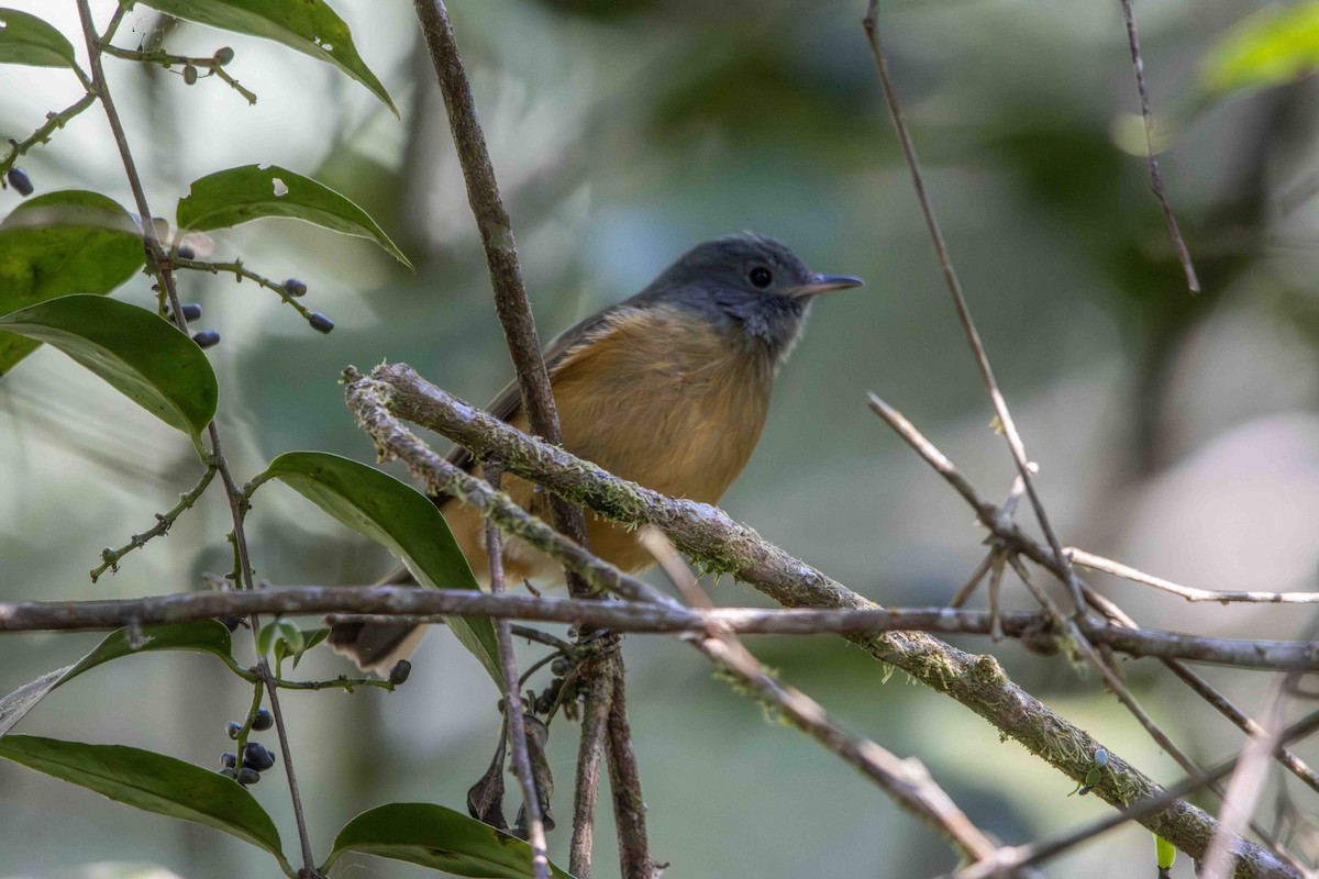 ハイガシラオリーブハエトリ - ML645159812