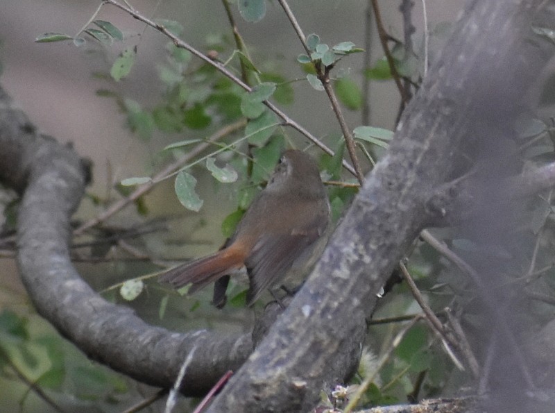 カオグロヒタキ - ML645159816