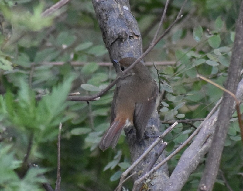 カオグロヒタキ - ML645159817