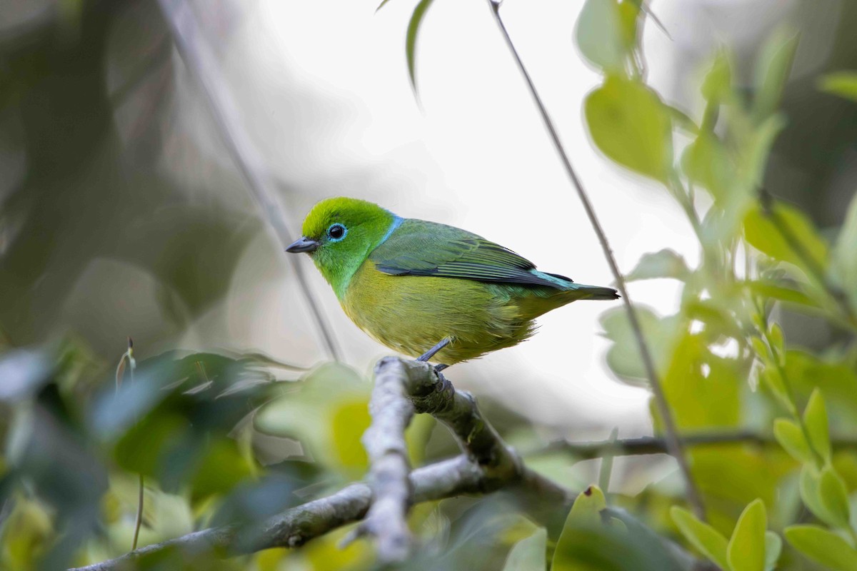 ミドリフウキンチョウ - ML645159818