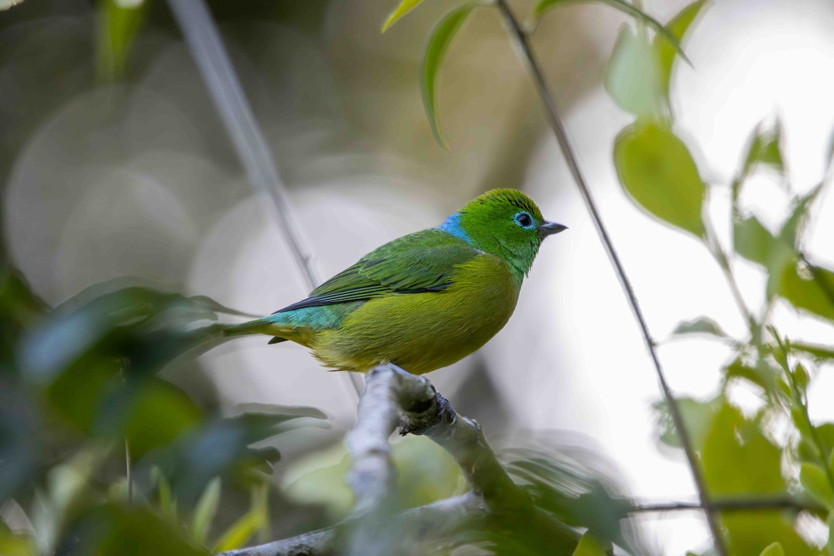 ミドリフウキンチョウ - ML645159819