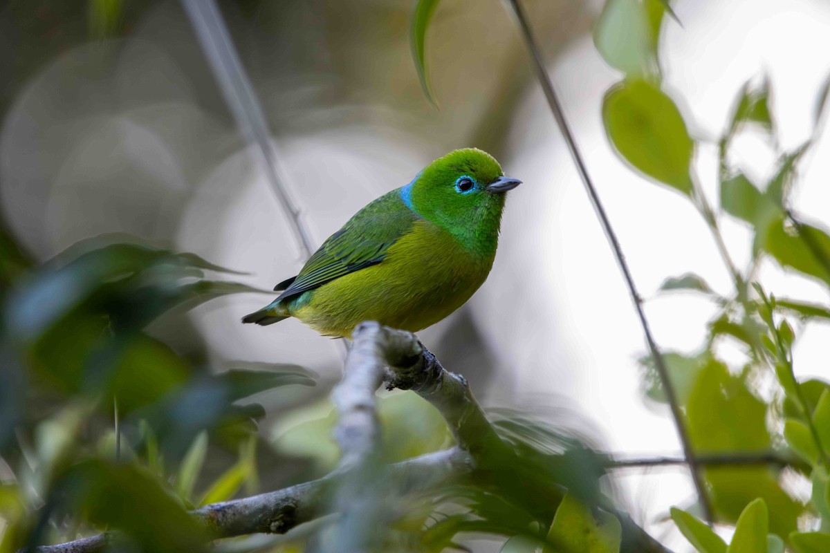 ミドリフウキンチョウ - ML645159820