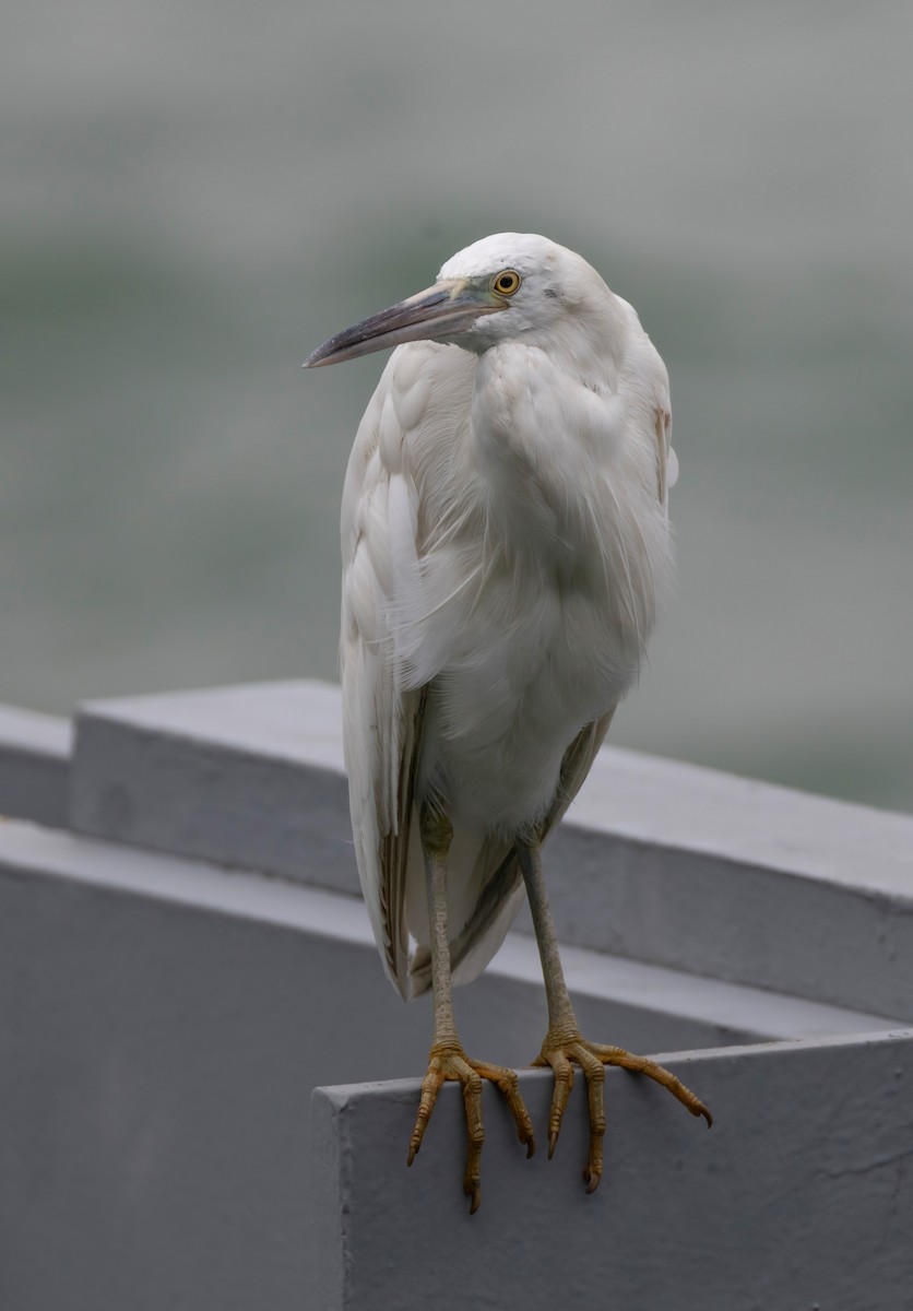 クロサギ - ML645159821