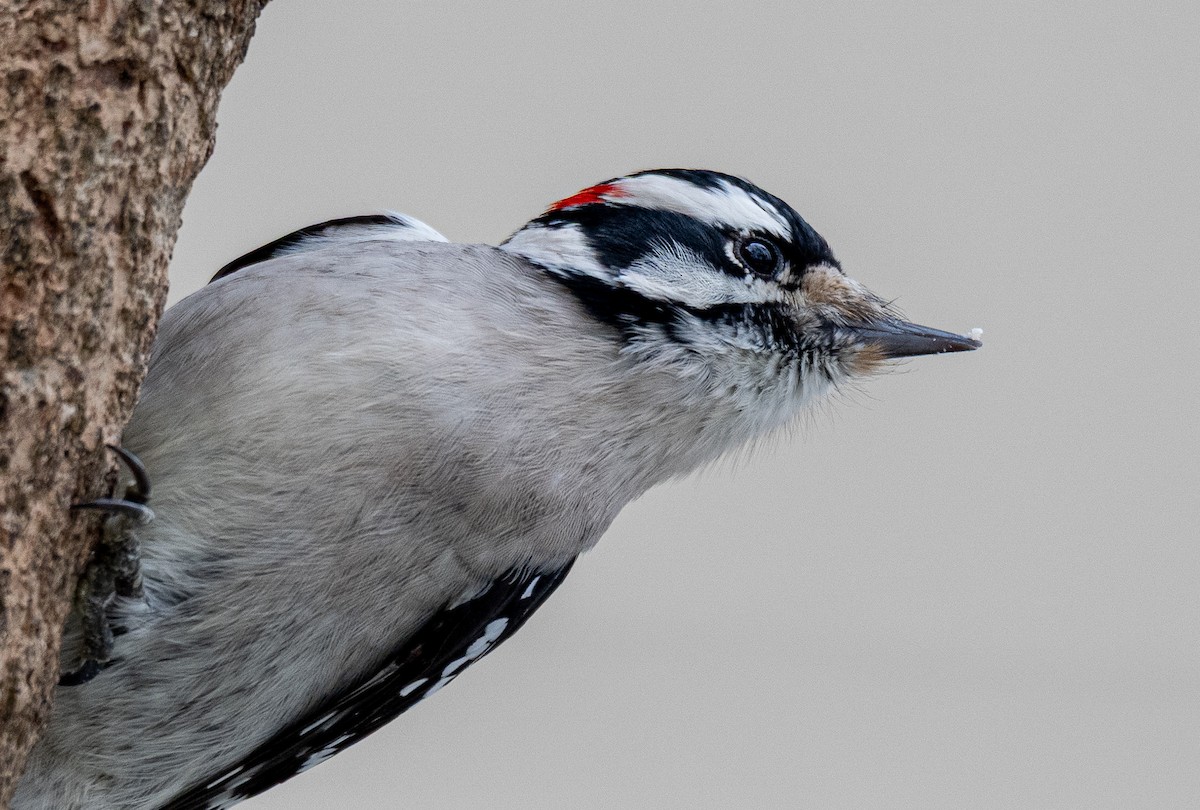 セジロコゲラ - ML645159822