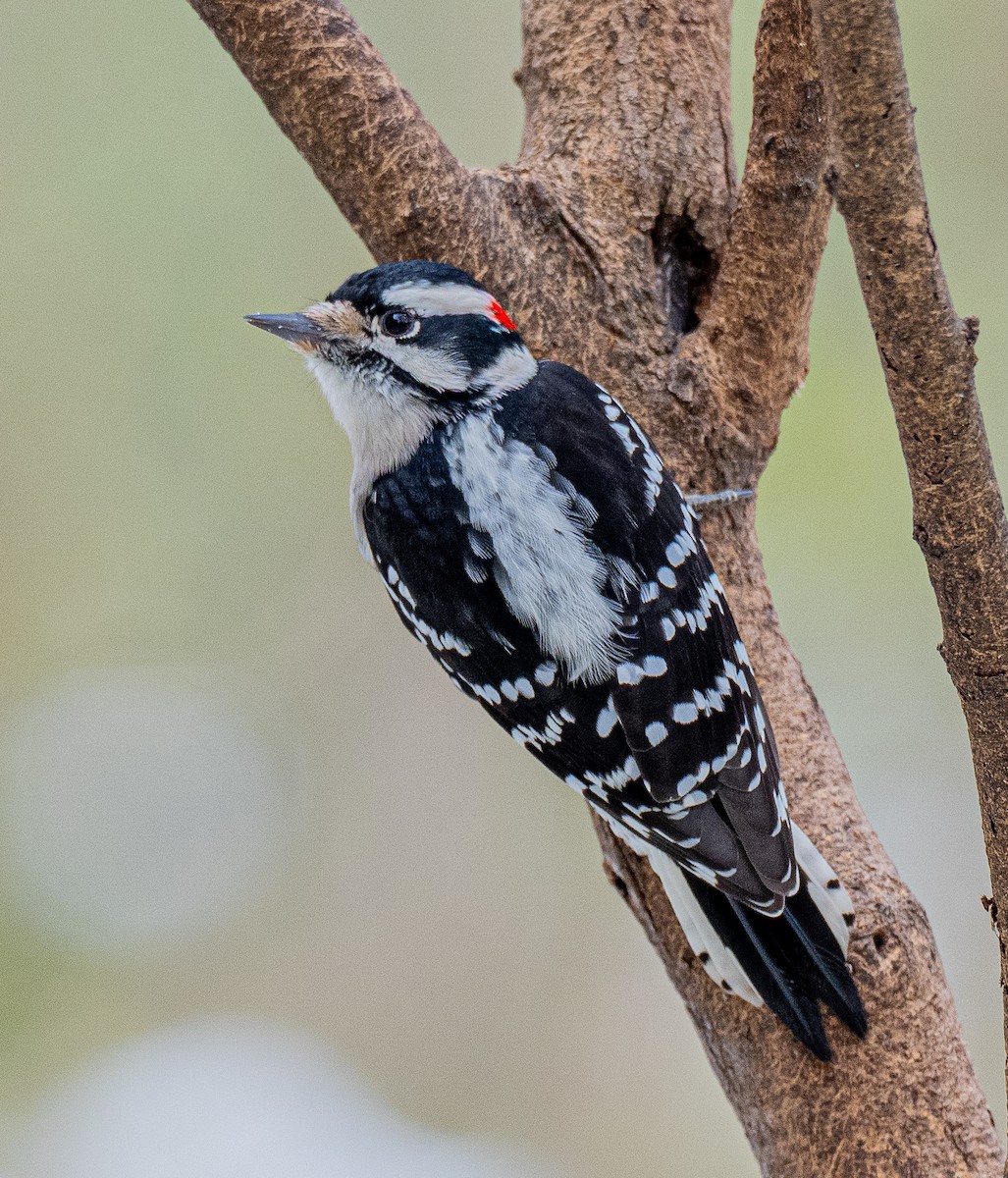 セジロコゲラ - ML645159823