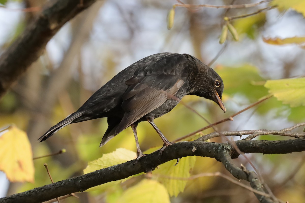 ニシクロウタドリ - ML645159825