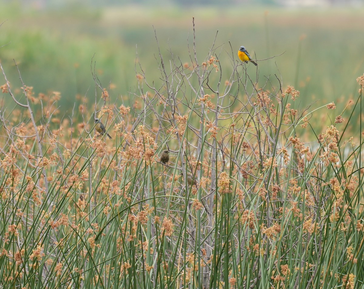 ミナミズアオフウキンチョウ - ML645159826