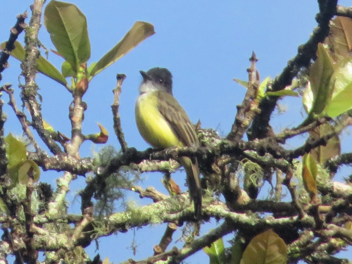 オリーブヒタキモドキ - ML645159829