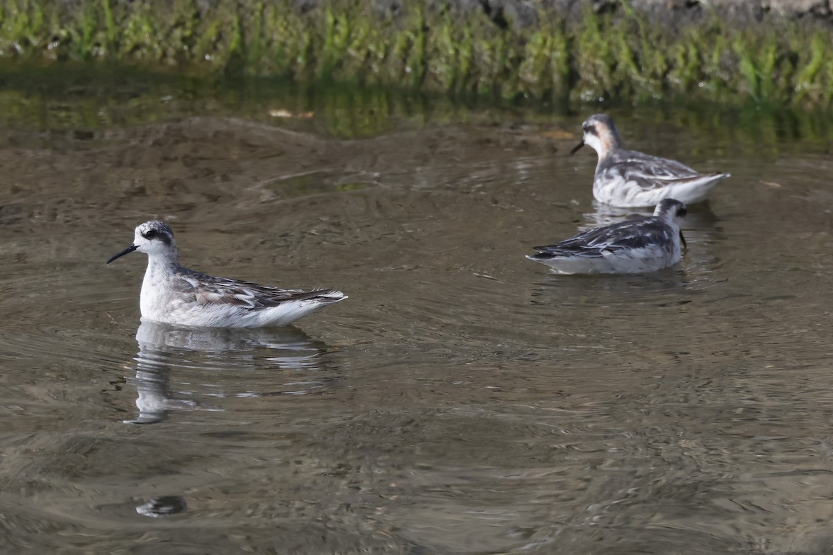 Плавунець круглодзьобий - ML645159838