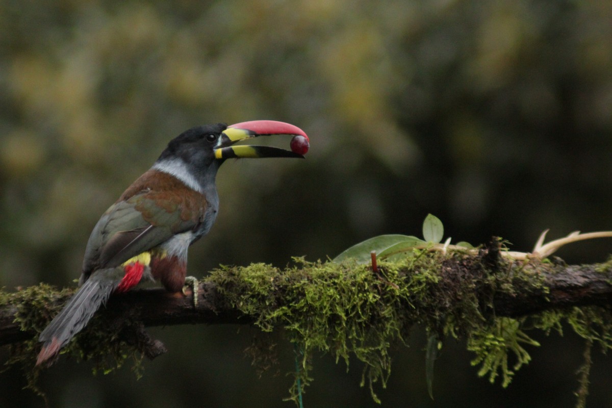 Tucán Pechigrís - ML645159842