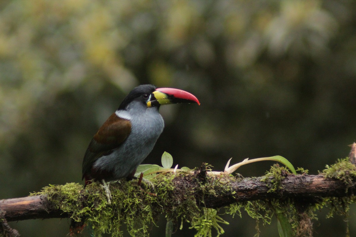 Tucán Pechigrís - ML645159843