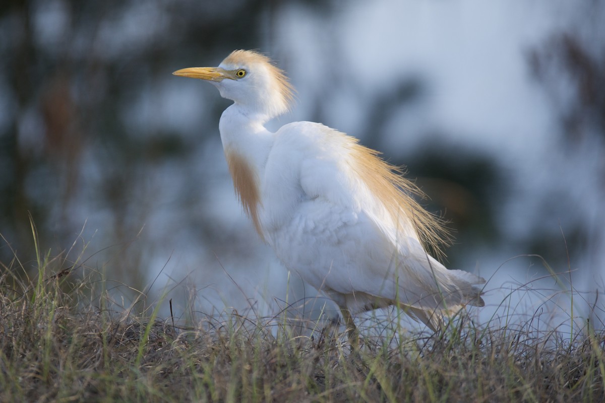 Western Cattle-Egret - ML645159844