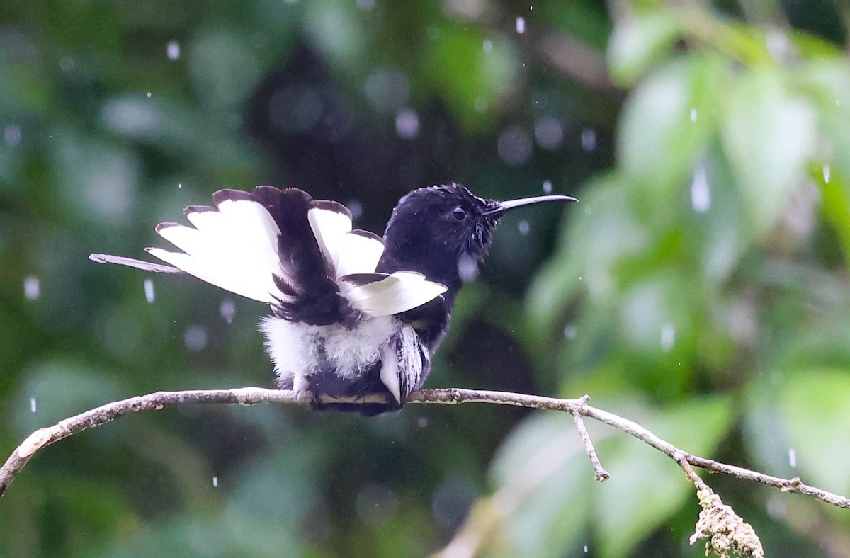 Black Jacobin - ML645159855