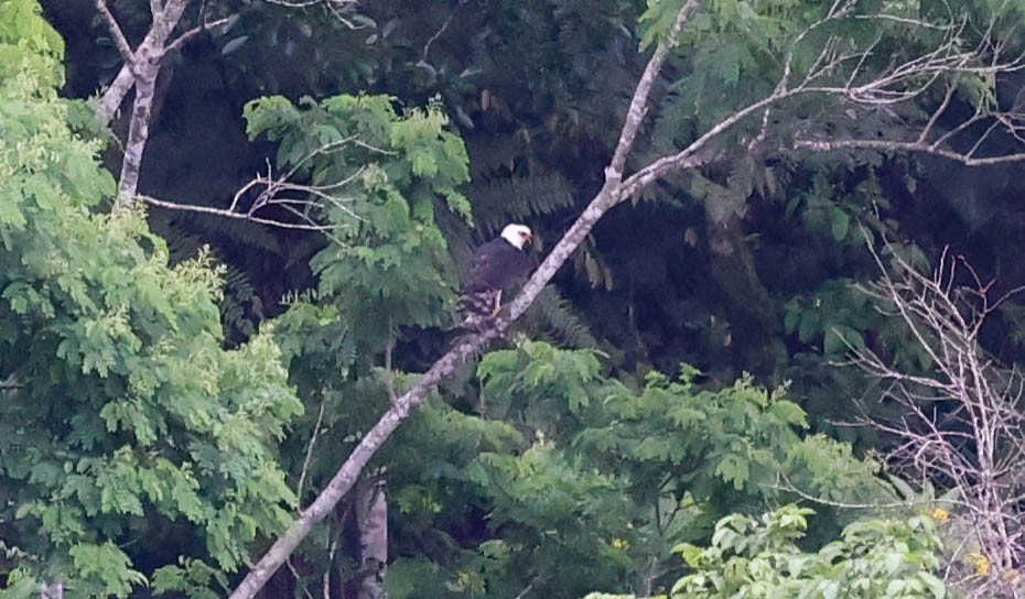 Gray-headed Kite - ML645159857