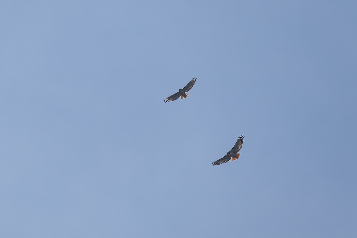 Red-tailed Hawk - ML645159860