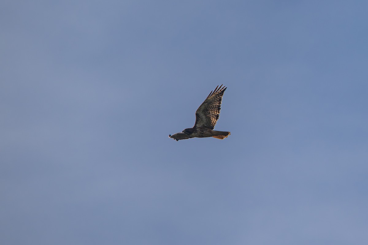 Red-tailed Hawk - ML645159861