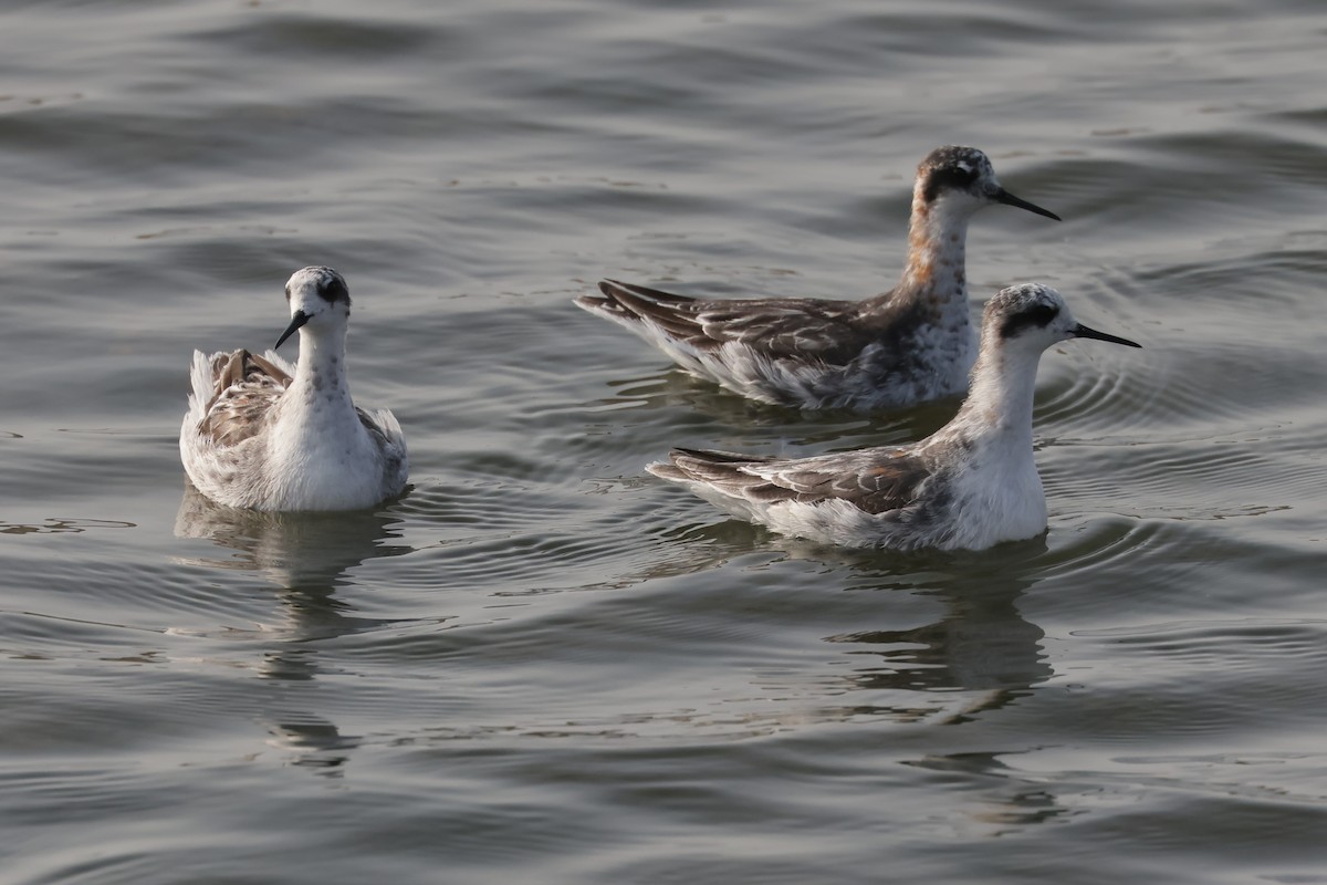 Плавунець круглодзьобий - ML645159868