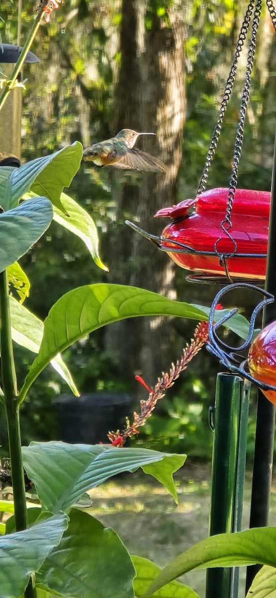 Rufous Hummingbird - ML645159869