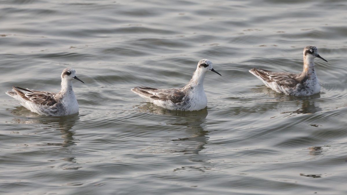 Плавунець круглодзьобий - ML645159870