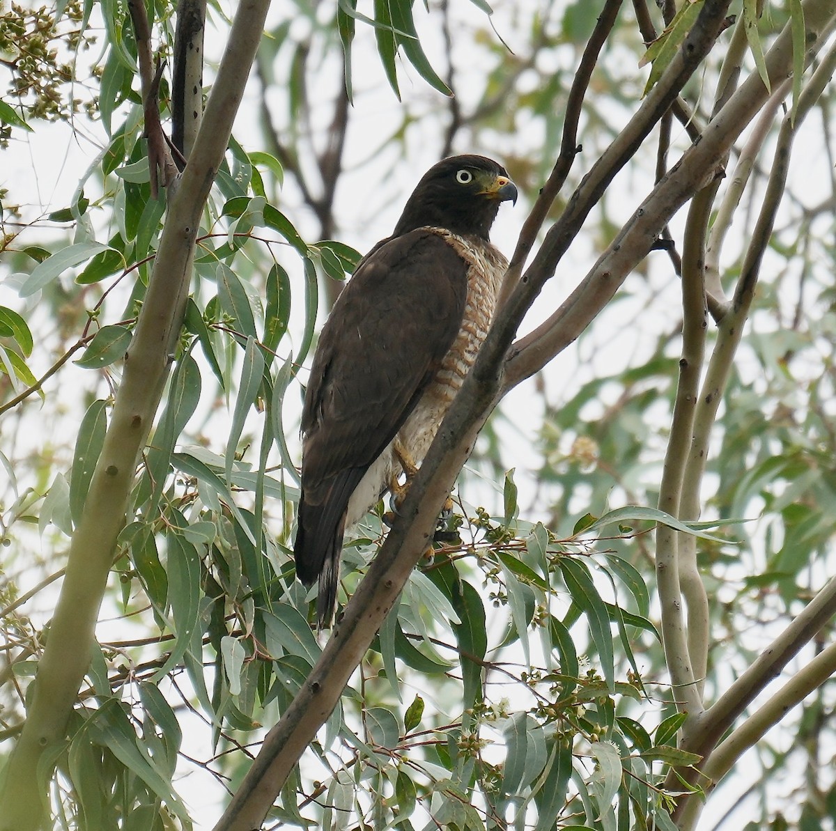 Yol Şahini - ML645159871