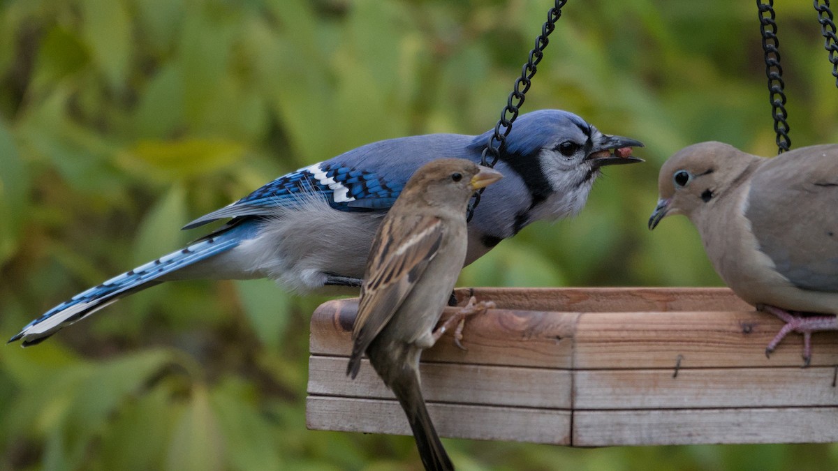 Blue Jay - ML645159873
