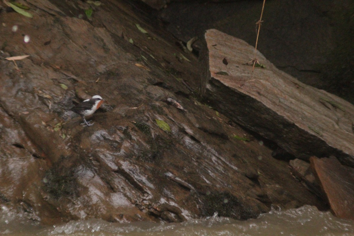 White-capped Dipper - ML645159886