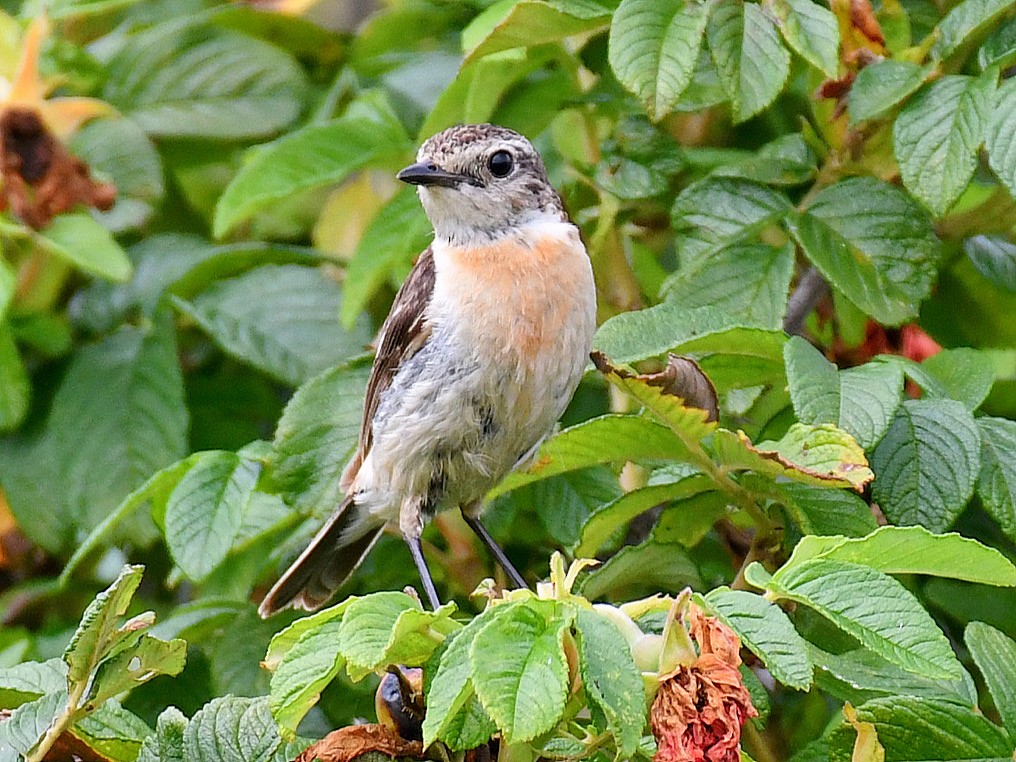 taigasvartstrupe - ML645159902