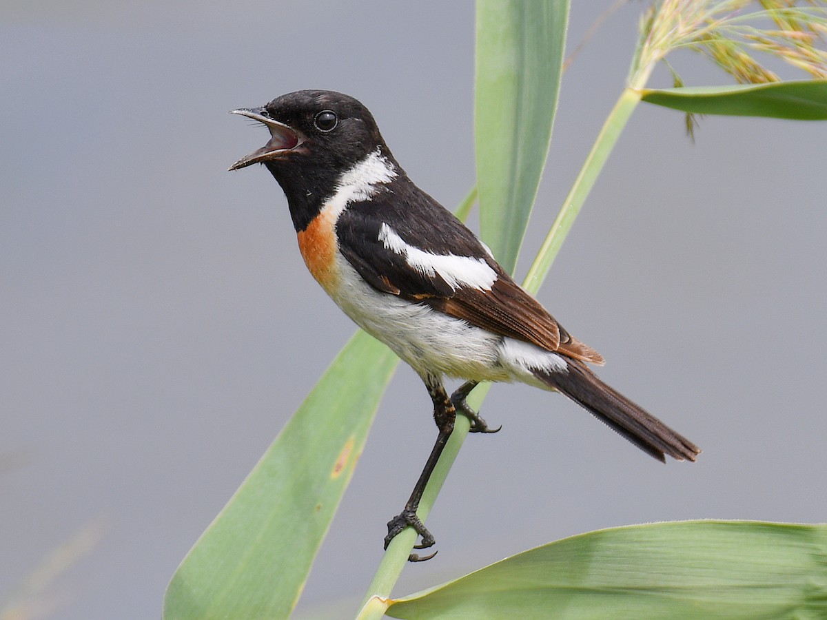 taigasvartstrupe - ML645159903