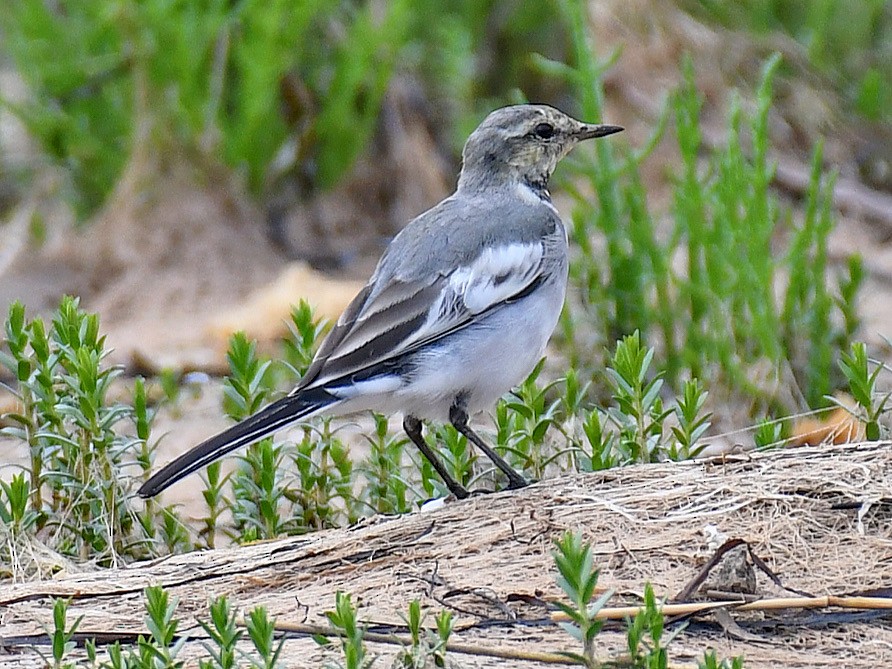 linerle - ML645159920