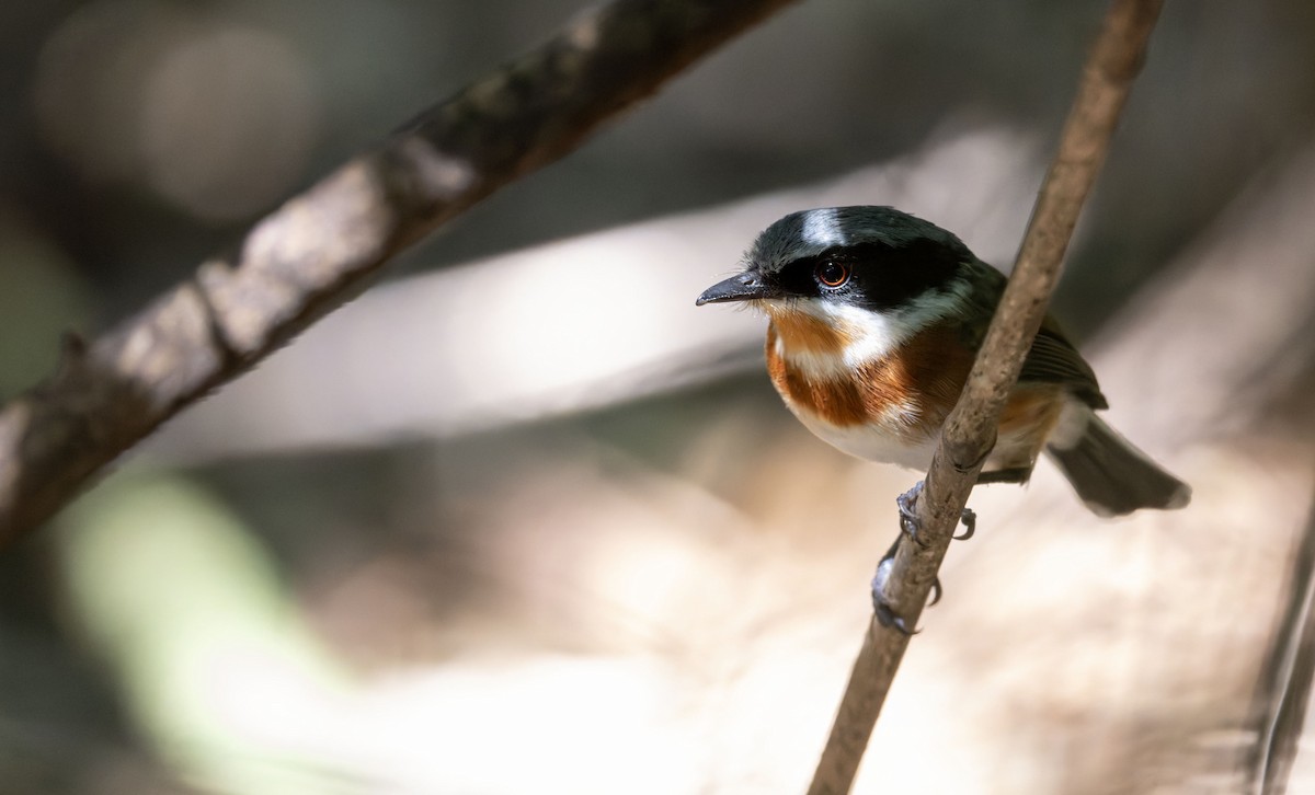 Cape Batis - ML645159922