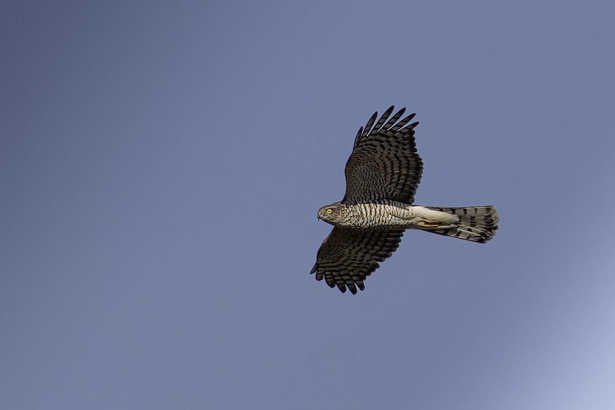 Eurasian Sparrowhawk - ML645159933