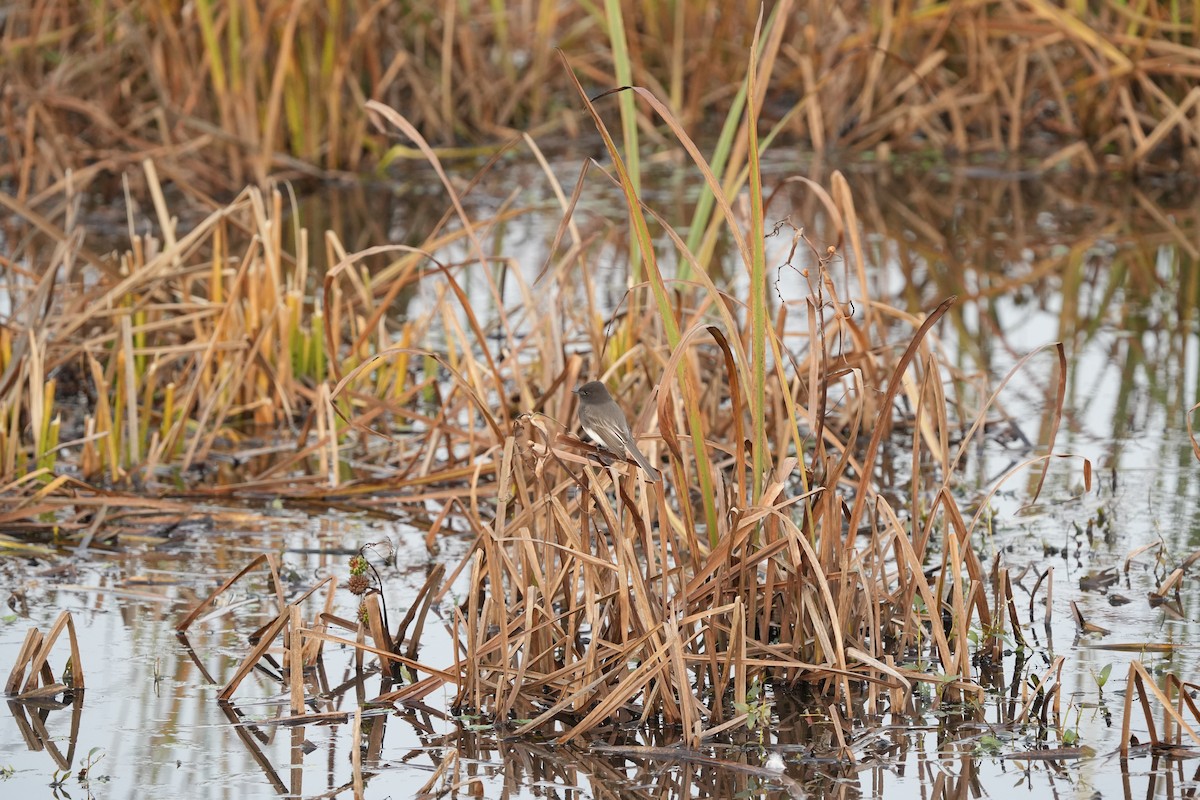 Black Phoebe - ML645159936