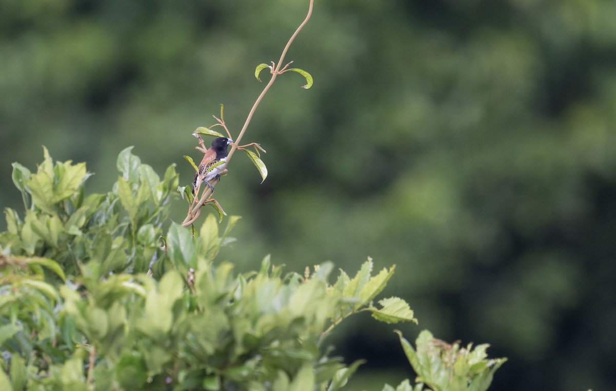 Alaca Munya (nigriceps/woltersi) - ML645159940