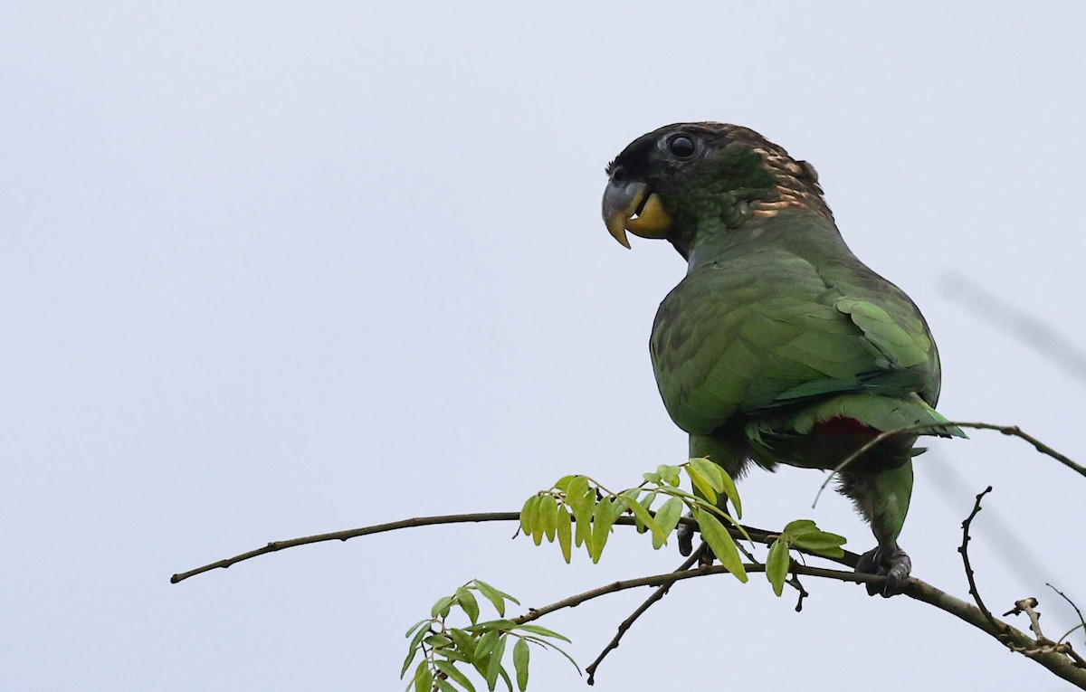 Loro Choclero - ML645159941