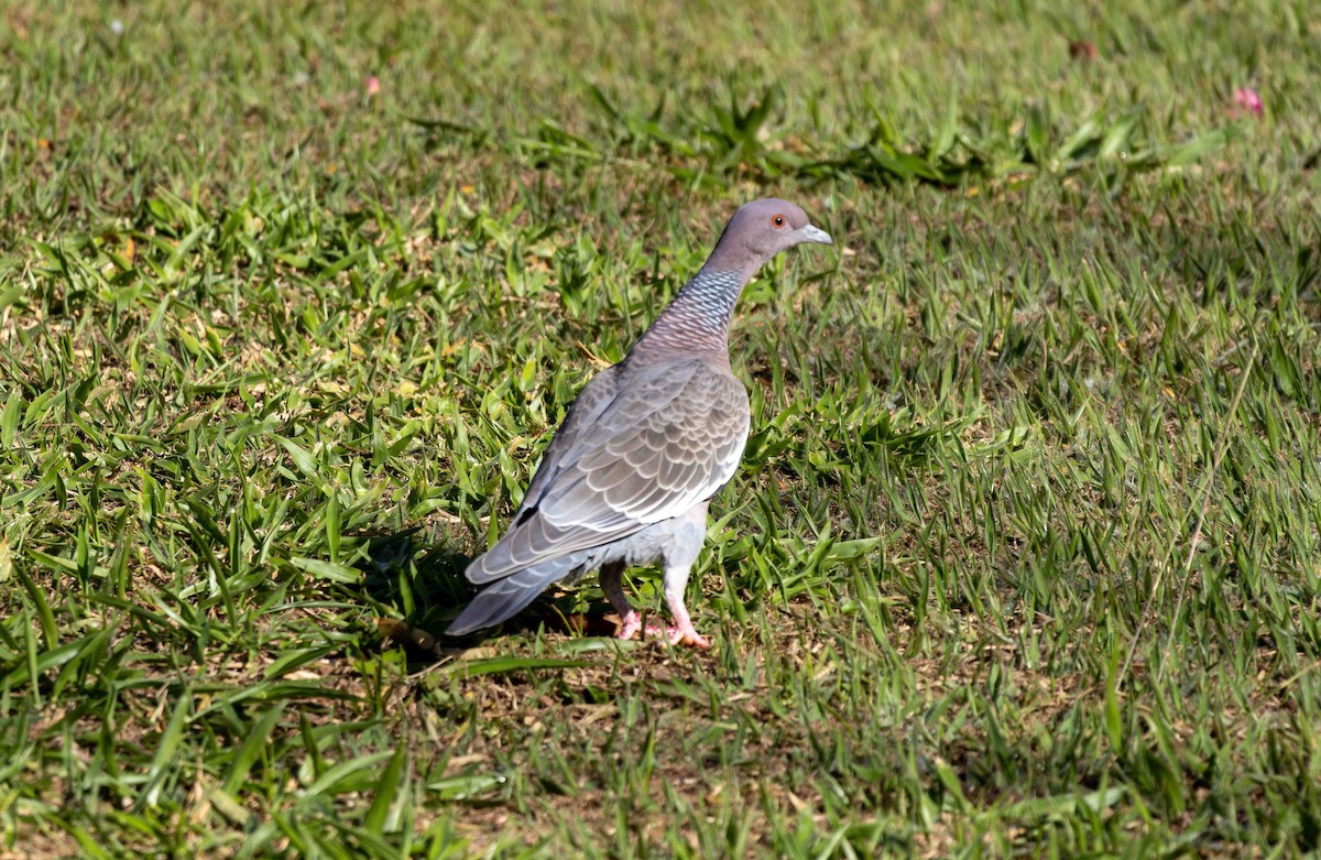 Paloma Picazuró - ML645159942