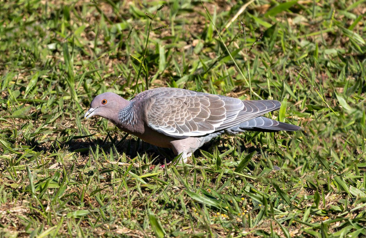Paloma Picazuró - ML645159943