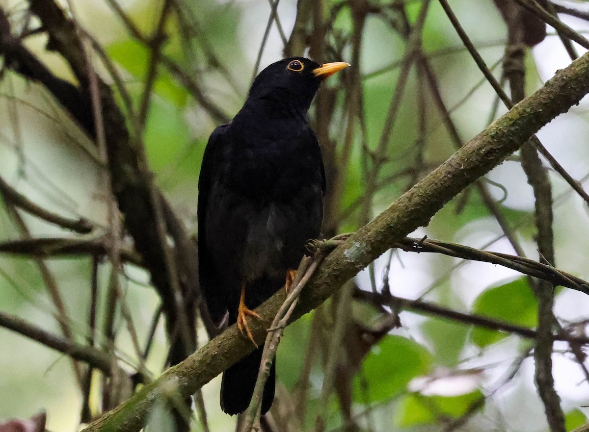 Yellow-legged Thrush - ML645159950