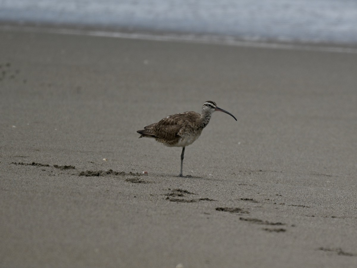 Hudsonian/Eurasian Whimbrel - ML645159953