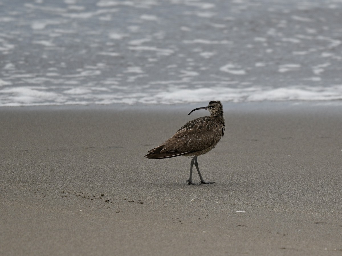 Hudsonian/Eurasian Whimbrel - ML645159954