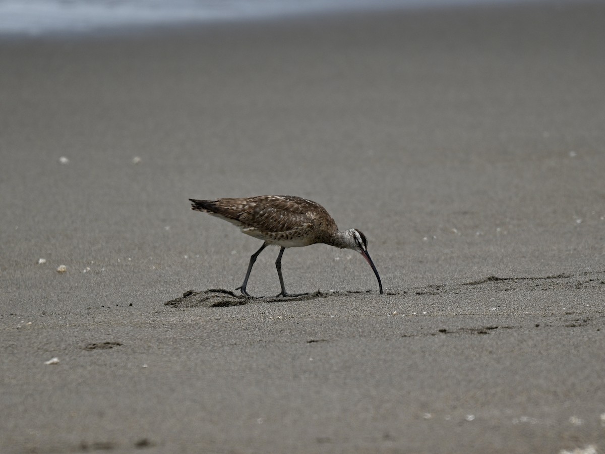 Hudsonian/Eurasian Whimbrel - ML645159955