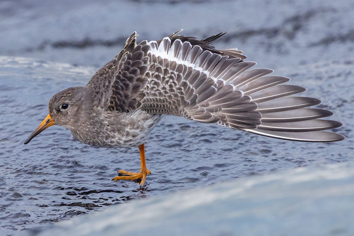 Purple Sandpiper - ML645159964